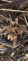 Grammostola rosea
