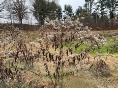 Ageratina