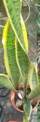 Sansevieria trifasciata