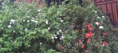 Jasminum multiflorum