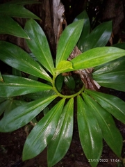 Costaceae