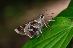 Thespieus aspernatus