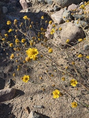 Hymenothrix dissecta