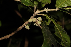 Acronychia pubescens