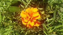 Tagetes erecta