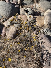 Hymenothrix dissecta