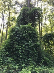 Pueraria montana lobata