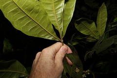 Acronychia pubescens