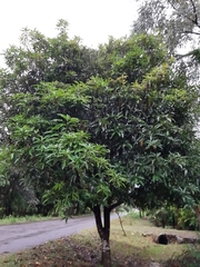 Mangifera indica image