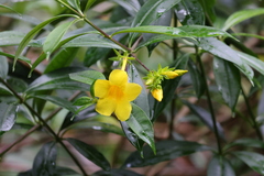 Allamanda