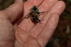 Melolonthinae