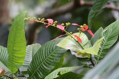 Warszewiczia coccinea