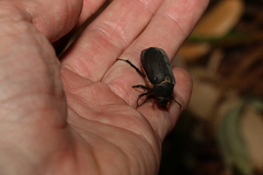 Melolonthinae