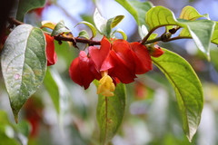 Drymonia coccinea