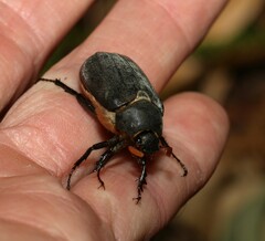 Melolonthinae
