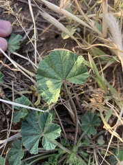 Malva parviflora