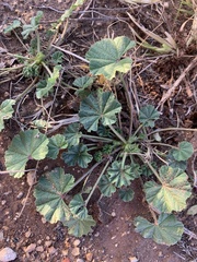 Malva parviflora