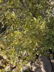 Fraxinus velutina