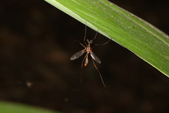 Hesperotipula