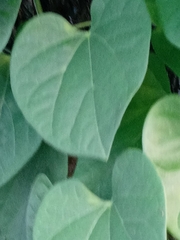 Ipomoea ochracea