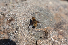 Thyridanthrax semitristis