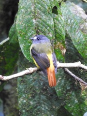 Myiotriccus ornatus