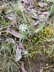 Pimelea linifolia