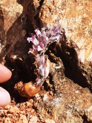 Aphyllon cooperi palmeri