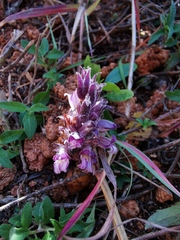 Aphyllon cooperi palmeri