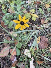 Rudbeckia triloba