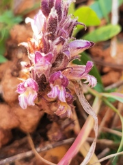 Aphyllon cooperi palmeri