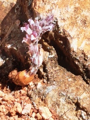 Aphyllon cooperi palmeri