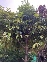Syzygium malaccense