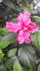 Magnoliopsida