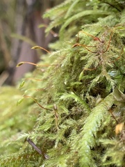 Pseudisothecium myosuroides