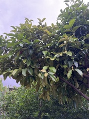 Syzygium malaccense