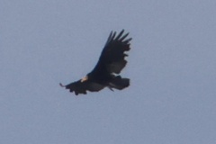 Cathartes melambrotus