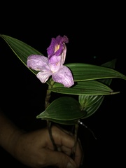 Sobralia