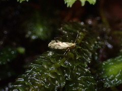 Sabatinca chalcophanes