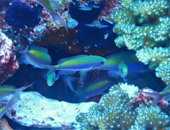 Luzonichthys