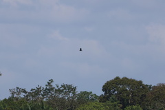 Cathartes melambrotus