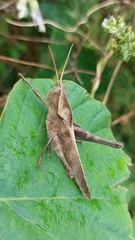 Xyleus discoideus rosulentus