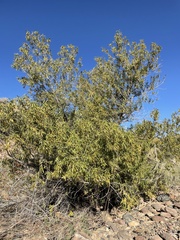 Fraxinus velutina