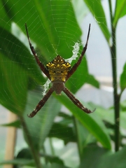 Argiope appensa