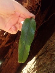 Pyrrosia lingua