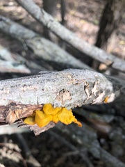 Tremella mesenterica