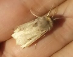 Noctuinae