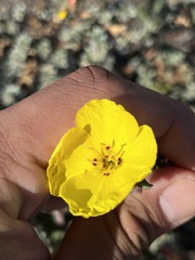 Camissoniopsis cheiranthifolia