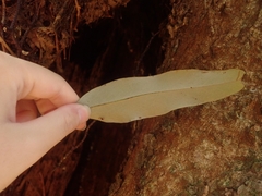Pyrrosia lingua