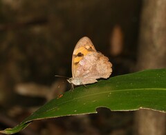 Heteronympha mirifica